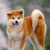 Số lượng chó Akita ở Nhật Bản ngày càng suy giảm